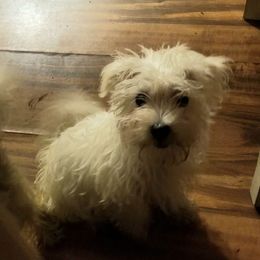 White male - White male Morkie puppy in Madelia, Minnesota from Prairie Farms