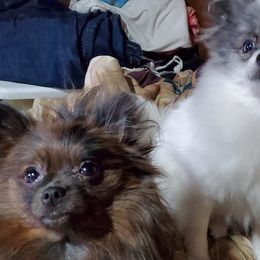 Pomeranians from Kudzu Kountry Kuddlies