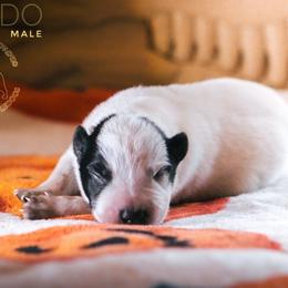 Frodo (AKC) - Blue male Australian Cattle Dog puppy in Marana, Arizona from Impact 3rd Australian Cattle Dogs