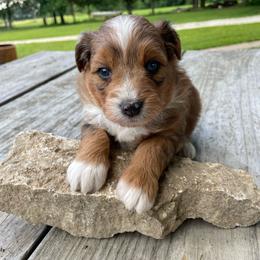 Merle girl - Brown merle female Aussiedoodle puppy in Hillsboro, Illinois from Shoal Creek Puppies