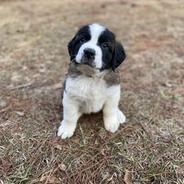 Dark blue collar male - Red and white male Saint Bernard puppy in Albany, Georgia from Magnolia Saint Bernards