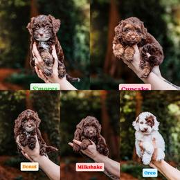 Pick 5 - Chocolate male Australian Labradoodle puppy in Damascus, Oregon from Emma Doodles