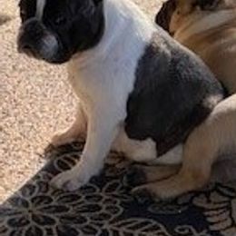 French Bulldogs from McBeths Frenchies