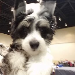 Chinese Crested and Poodle Puppies from En Vie