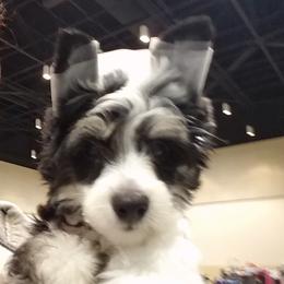 Chinese Crested and Poodle Puppies from En Vie