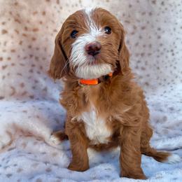 Willow - Apricot female Goldendoodle puppy in Gilbert, Arizona from Bushman Doodles