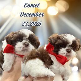 Comet - Liver and white male Shih Tzu puppy in Hanford, California from MeMaw Shih Tzus