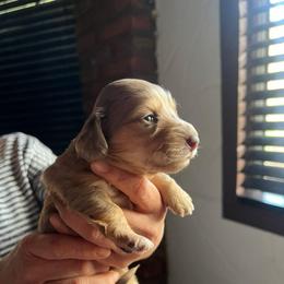 Princess Luna - Dapple female Dachshund puppy in El Cajon, California from Lisa Buxton
