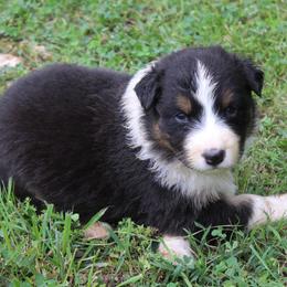 Juneau - Black tri-color male Australian Shepherd puppy in Kansas, Oklahoma from Windy G Farm