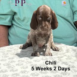 Chili - Liver and white male German Shorthaired Pointer puppy in Columbus, Nebraska from Prancy Pawz