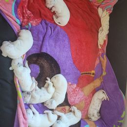 Dalmatian Puppies from America's Dalmatian Friends
