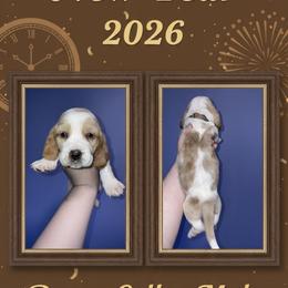 Brown collar - Red and white male Basset Hound puppy in Callao, Virginia from Walk The Line Basset Hounds