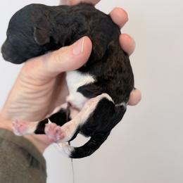 Queenie - The Mad Hatter Female - Brindle female Poodle puppy in Caldwell, Idaho from Boise Doodle Co.