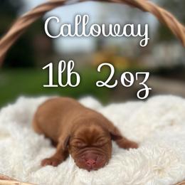Calloway - Yellow male Labrador Retriever puppy in Puyallup, Washington from 12 Door Farm Labradors