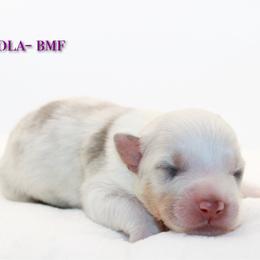 Nola - Blue merle female Australian Shepherd puppy in Coldwater, Michigan from Northern Star Australian Shepherds