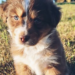 Mini Bear - Red & white male Australian Shepherd puppy in Sioux Falls, Sd Area, South Dakota from Diamond Aussies N the Rough