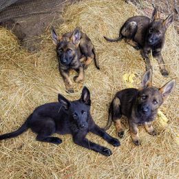 German Shepherd Puppies from Rose Valley German Shepherds