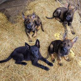 German Shepherd Puppies from Rose Valley German Shepherds