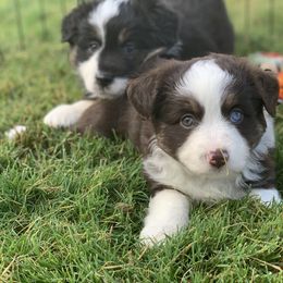 Aussiedoodle, Cavalier King Charles Spaniel, Miniature Australian Shepherd, and Toy Australian Shepherd Puppies from Triple Cross Aussies Triple Cross