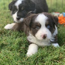 Aussiedoodle, Cavalier King Charles Spaniel, Miniature Australian Shepherd, and Toy Australian Shepherd Puppies from Triple Cross Aussies Triple Cross