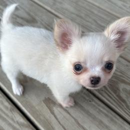 Alvin - Cream and white male Chihuahua puppy in Northboro, Iowa from So Sweet Chihuahuas