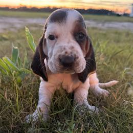 Red lace ear - Black brown and white female Basset Hound puppy in Douglas, Georgia from Huffer Hounds and Havanese