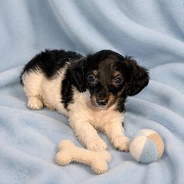Jake - Piebald male Dachshund puppy in Richmond, Virginia from Paw Prints