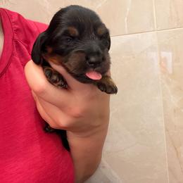 Suzie - Blue and tan female Dachshund puppy in Southwest Ranches, Florida from Breezy Florida Dachshunds