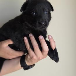 German Shepherd Puppies from Von Schwarzen Herz German Shepherds