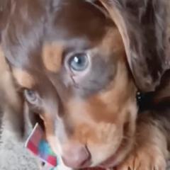 Dachshunds from The House of Doxies