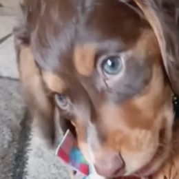 Dachshunds from The House of Doxies