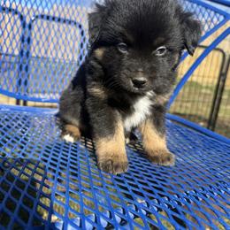 Aioli - Black tri male Toy Australian Shepherd puppy in Medical Lake, Washington from MAS Gone Rogue
