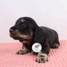 Mini loki - Black and cream male Dachshund puppy in Liberty, South Carolina from Golden Creek Miniature Farm
