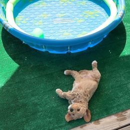 Australian Labradoodle Puppies from Integrity Labradoodles