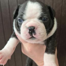 Serafina - Black brindle and white female Boston Terrier puppy in Omaha, Illinois from Puppi Guppies