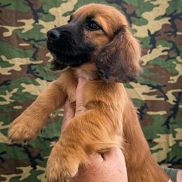 Runt Akc shaded red boy - Red male Dachshund puppy in Madisonville, Tennessee from LaRose Farm & Kennels