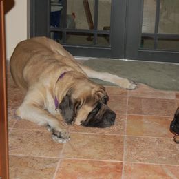 Mastiff Puppies from Celtic's Mastiffs