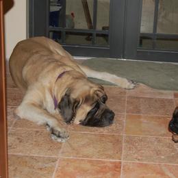 Mastiff Puppies from Celtic's Mastiffs