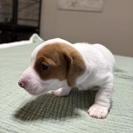 Denver - Red male Dachshund puppy in Athens, Alabama from 4 Moore Ranch