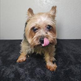 Jessi (Teacup) - Yorkshire Terrier