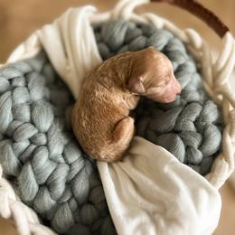 Poodle Puppies from Miller Creek Standard Poodles
