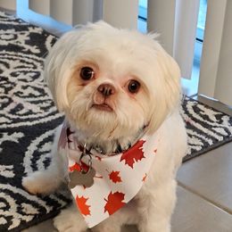 Simbi - Shih Tzu