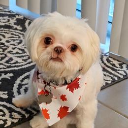 Simbi - Shih Tzu
