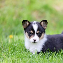 American Corgi, Cardigan Welsh Corgi, and Pembroke Welsh Corgi Puppies from Diamond Corgis