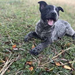 Boy 2 - Blue Australian Cattle Dog puppy in Texas from Rising J Cattle Dogs