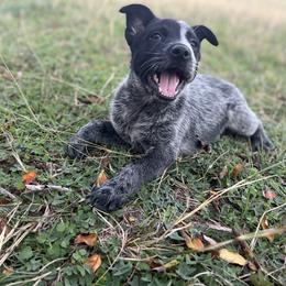 Boy 2 - Blue Australian Cattle Dog puppy in Texas from Rising J Cattle Dogs