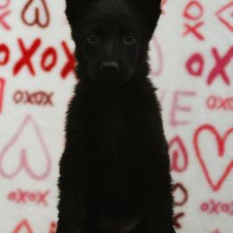 Lime Collar - Black German Shepherd puppy in Rockwall, Texas from Debut Shepherds