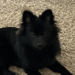 Ella - Pomeranian