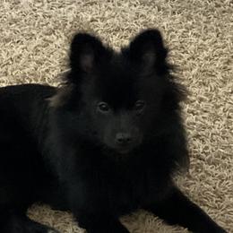 Ella - Pomeranian
