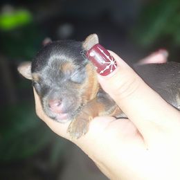 Boy 3 - Black and tan male Yorkshire Terrier puppy in Thornville, Ohio from My precious yorkies